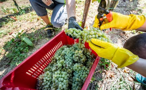 Vendanges manuelles